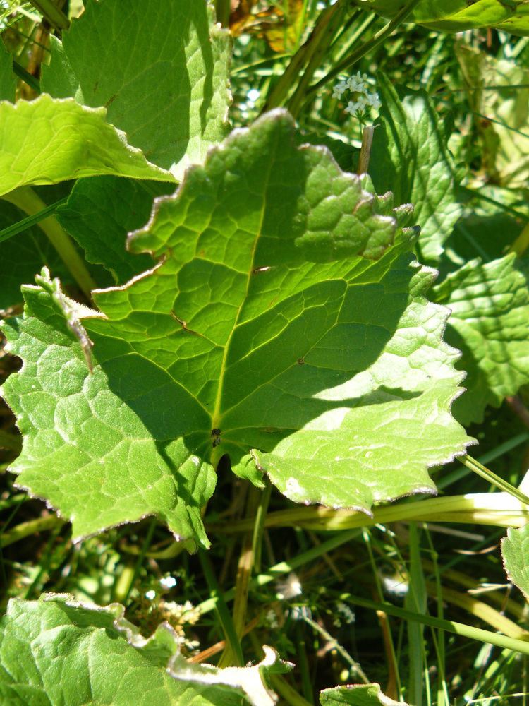 Ligularia sibirica FileLigularia sibirica feuillesjpg Wikimedia Commons