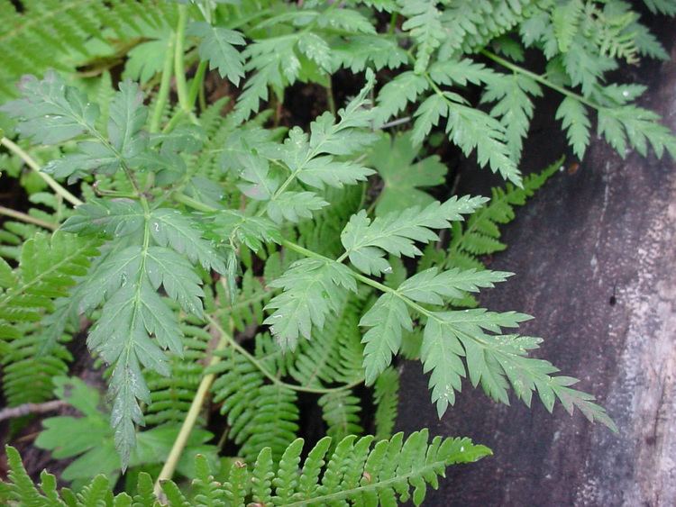 Ligusticum porteri Vascular Plants of the Gila Wilderness Ligusticum porteri
