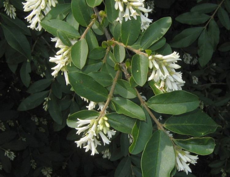 Ligustrum obtusifolium is a semi-evergreen shrub with green leaves that can grow up to 1 to 6 centimeters (0.39 to 2.36 in) long and 4 to 25 millimeters (0.16 to 0.98 in) broad, with white flowers in narrow panicles that can grow up to 3 meters (9.8 ft) tall.