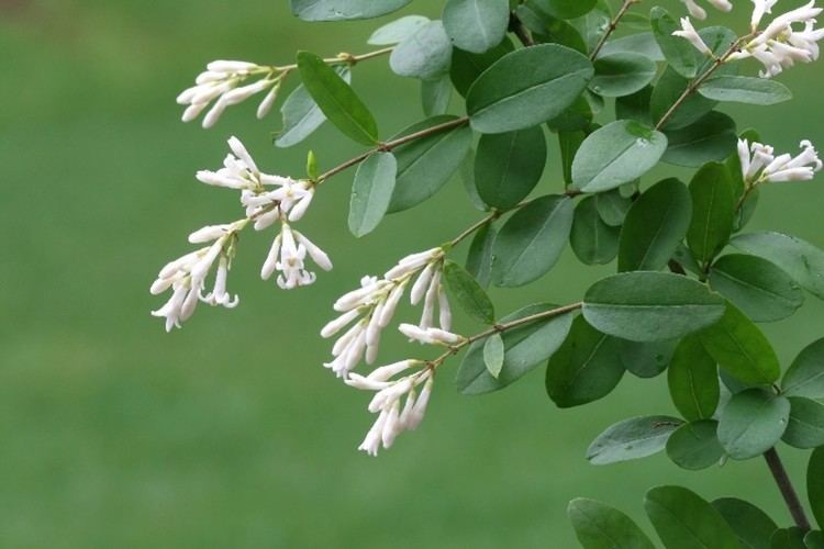 Ligustrum obtusifolium is a semi-evergreen shrub with green leaves that can grow up to 1 to 6 centimeters (0.39 to 2.36 in) long and 4 to 25 millimeters (0.16 to 0.98 in) broad, with white flowers in narrow panicles that can grow up to 3 meters (9.8 ft) tall.