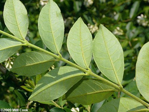 Ligustrum obtusifolium is a semi-evergreen shrub with green leaves that can grow up to 1 to 6 centimeters (0.39 to 2.36 in) long and 4 to 25 millimeters (0.16 to 0.98 in) broad, with white flowers in narrow panicles that can grow up to 3 meters (9.8 ft) tall.