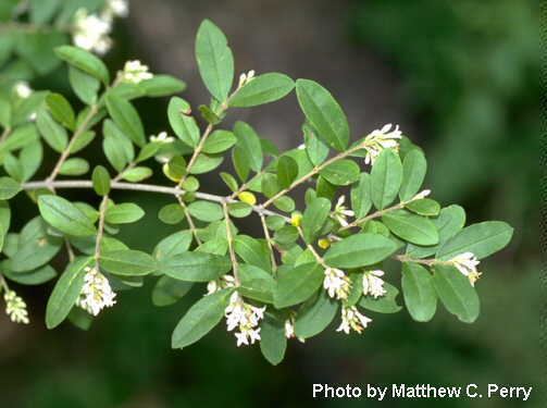 A photo by Matthew C. Perry shown is a picture of a ligustrum obtusifolium semi-evergreen shrub with green leaves that can grow up to 1 to 6 centimeters (0.39 to 2.36 in) long and 4 to 25 millimeters (0.16 to 0.98 in) broad, with white flowers in narrow panicles that can grow up to 3 meters (9.8 ft) tall.