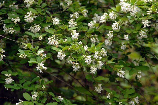 Ligustrum obtusifolium is a semi-evergreen shrub with green leaves that can grow up to 1 to 6 centimeters (0.39 to 2.36 in) long and 4 to 25 millimeters (0.16 to 0.98 in) broad, with white flowers in narrow panicles that can grow up to 3 meters (9.8 ft) tall.