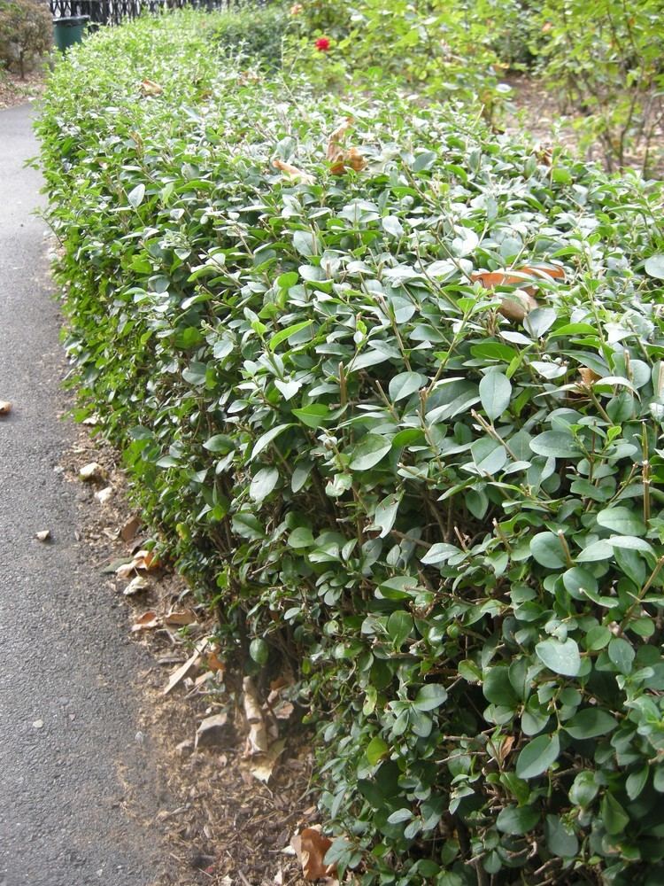Ligustrum ovalifolium Ligustrum ovalifolium landscape architect39s pages