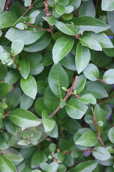 Ligustrum ovalifolium Buy oval leaf privet Ligustrum ovalifolium Delivery by Crocus
