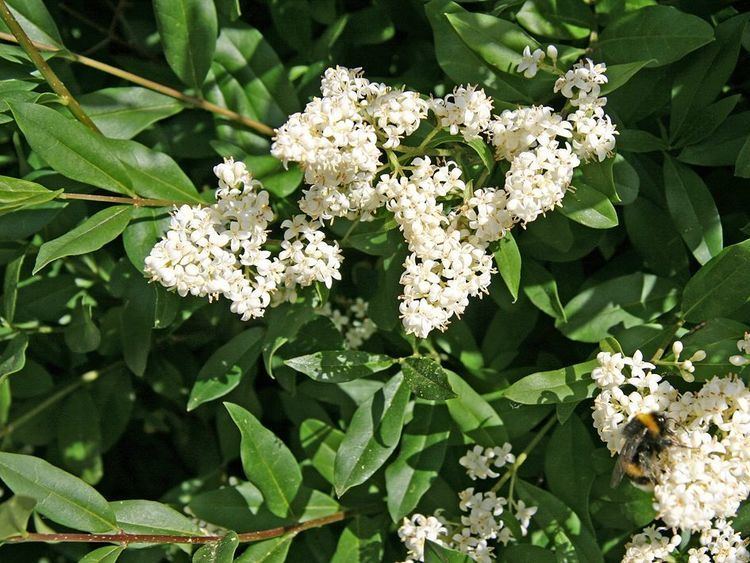 Ligustrum Vulgare is a deciduous or evergreen shrub that has white flowers that produce panicles of fragrant, with green leaves.