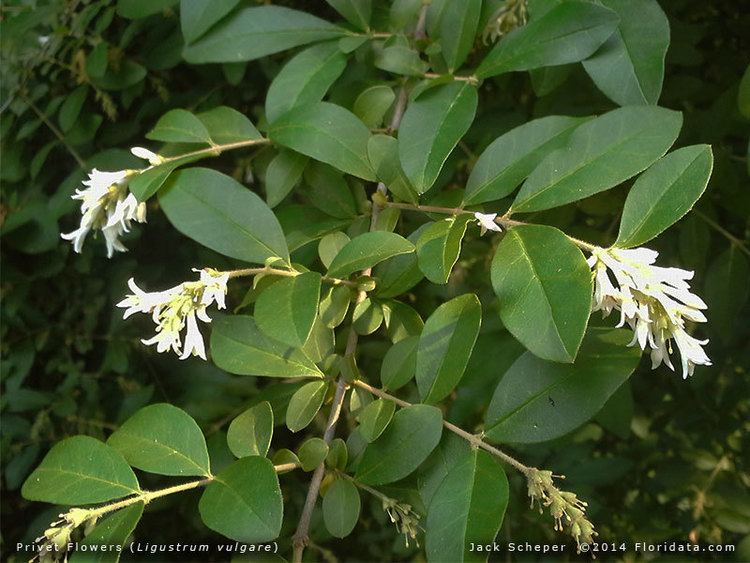 Ligustrum vulgare has a white flower, and green leaves, the flowers attract bees and other insects, and thrushes.