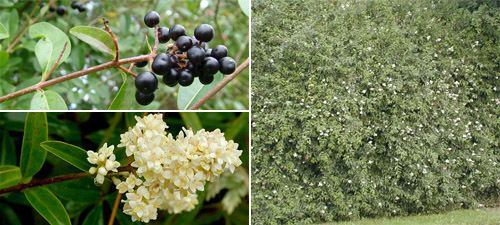 On the top left is the blackberries on a stem, on the bottom left are the white flowers, and on right are the tubular white flowers with a bushy shrub with narrowly oval, dark green leaves.