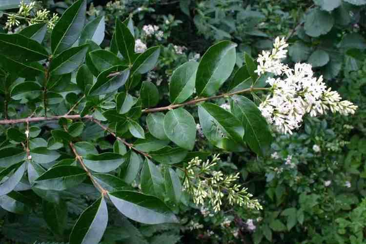Ligustrum vulgare is a bushy shrub with narrowly oval, dark green leaves with a strong scent, and tubular white flowers.