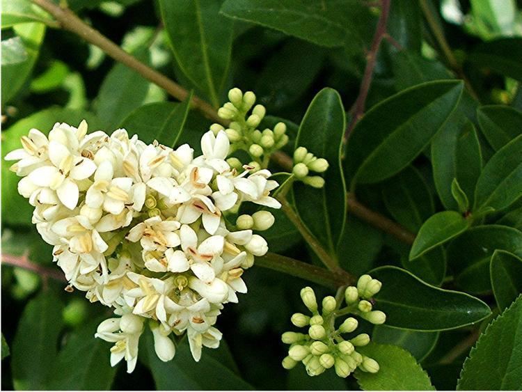 Ligustrum vulgare (Wild Privet) has white flowers, and a branched cluster, its leaves are simple, elliptic to ovate, and dark green in color.