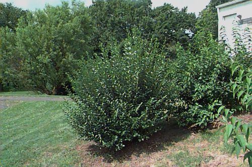 Ligustrum Vulgare fast-growing bushy, semi-evergreen shrub with lance-shaped and dark green leaves.