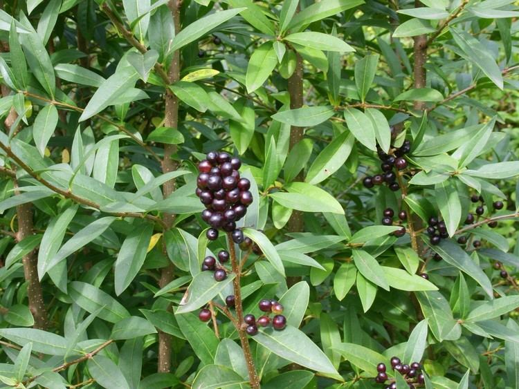 Ligustrum Vulgare a flowering plant, has green leaves and blackberries on each stem.