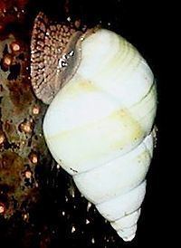 Liguus fasciatus httpsuploadwikimediaorgwikipediacommonsthu