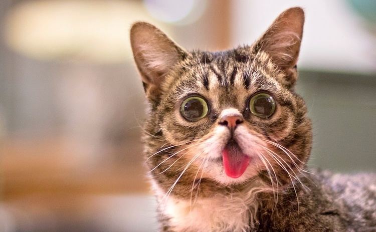 Lil Bub Internet famous cat Lil Bub is releasing a fulllength album Geekcom