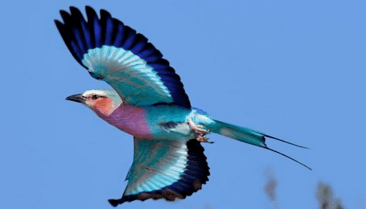 Lilac-breasted roller 10 Facts About The LilacBreasted Roller
