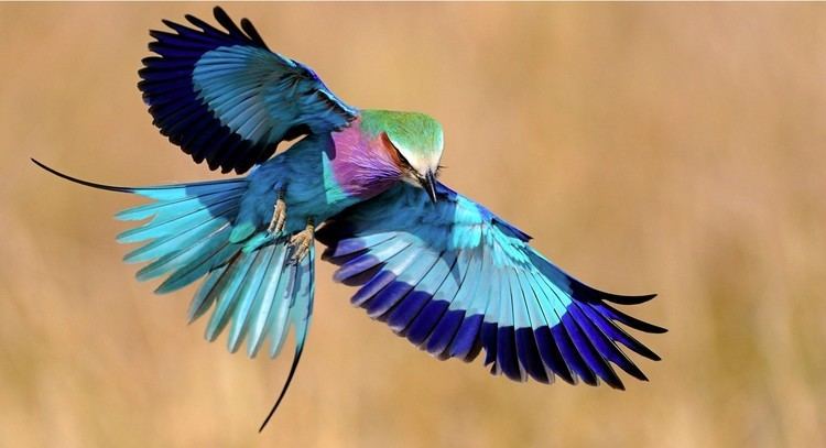 Lilac-breasted roller 10 Facts About The LilacBreasted Roller