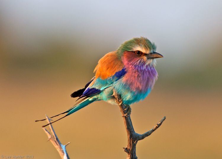 Lilac-breasted roller Lilacbreasted Roller pics