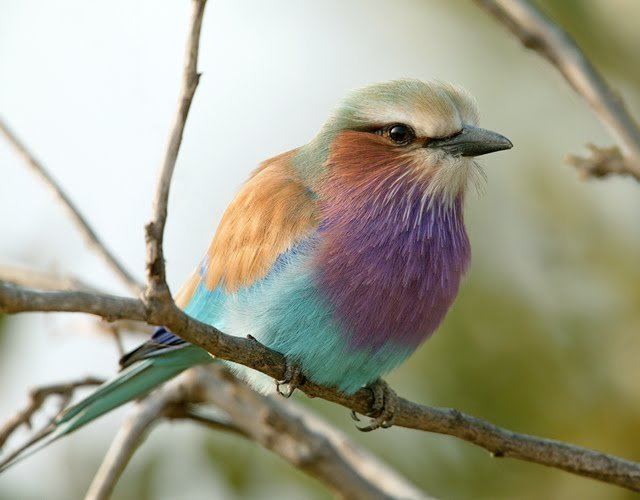 Lilac-breasted roller The Breathtaking Belly Dancing LilacBreasted Roller Featured