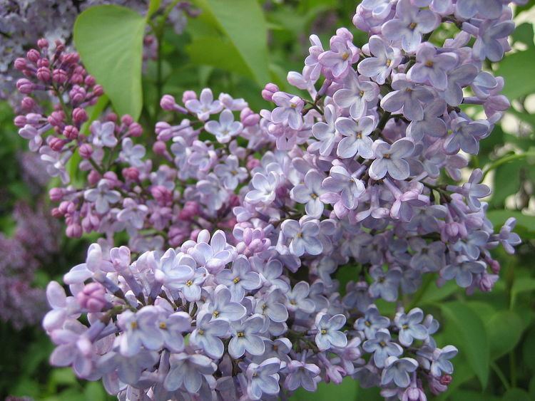 Lilac (color)