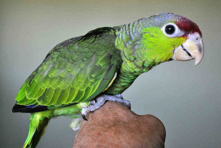 Lilac-crowned amazon Utopia Birds Lilac Crowned Amazon parrots breeding program in