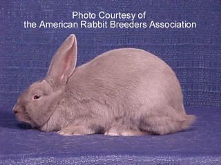 Lilac rabbit American Livestock Breeds Conservancy Lilac Rabbit