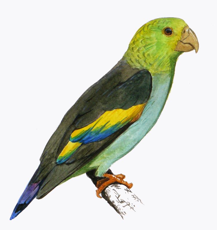 Lilac-tailed parrotlet httpsuploadwikimediaorgwikipediacommons22
