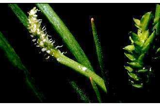 Lilaea scilloides httpsplantsusdagovgallerystandardlisc4001