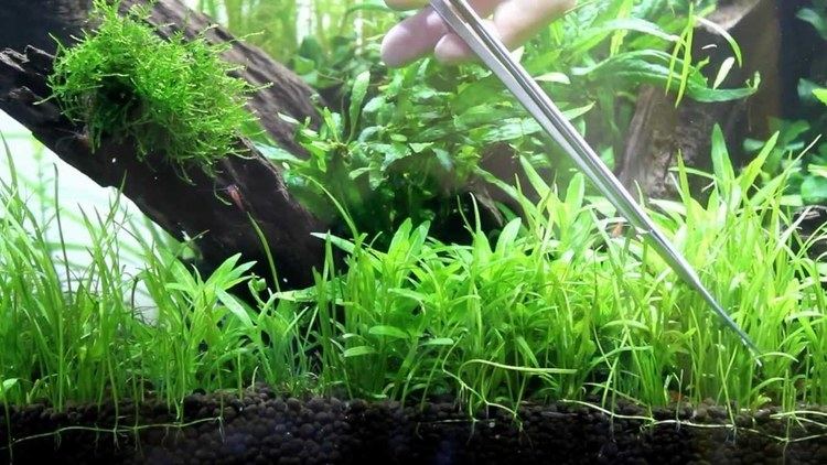 Lilaeopsis lilaeopsis first trim YouTube