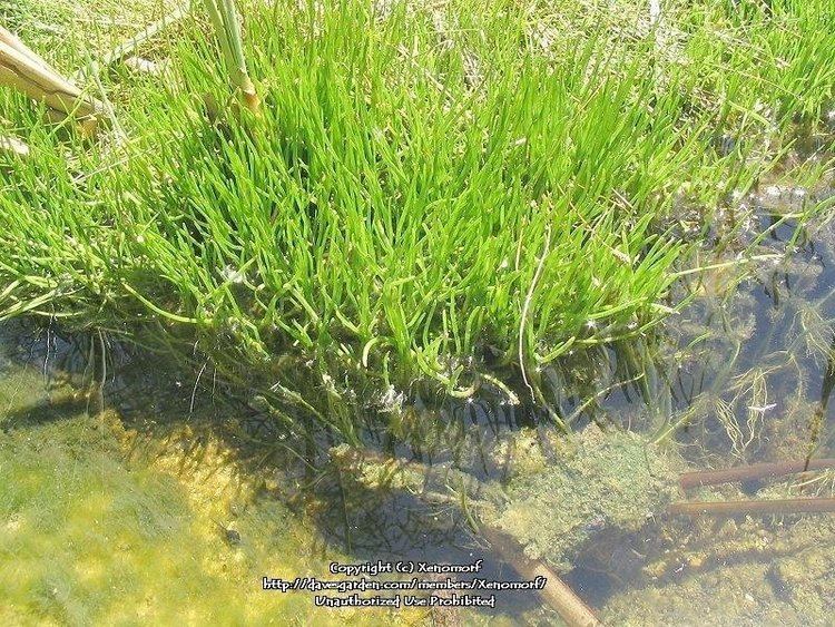 Lilaeopsis schaffneriana PlantFiles Pictures Huachuca Water Umbel Cienega Falserush