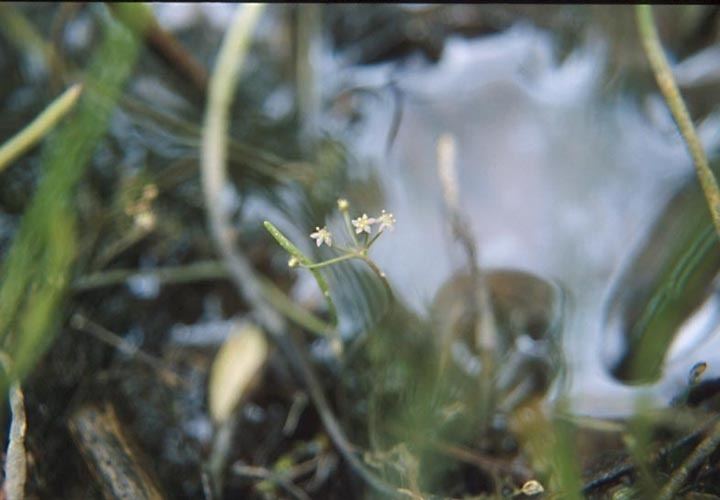 Lilaeopsis schaffneriana SEINet Arizona Chapter Lilaeopsis schaffneriana var recurva