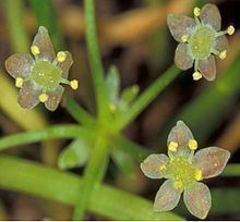 Lilaeopsis schaffneriana httpsuploadwikimediaorgwikipediacommonsthu