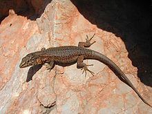 Lilford's wall lizard httpsuploadwikimediaorgwikipediacommonsthu
