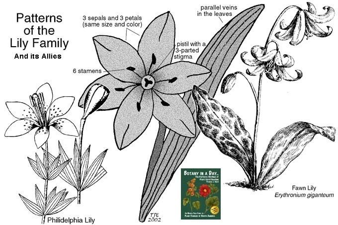 Liliaceae wwwwildflowersandweedscomPlantFamiliesLilia