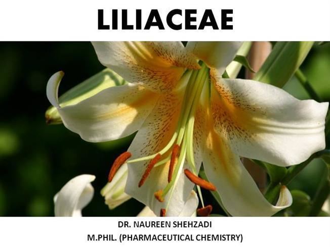 Liliaceae LILIACEAE authorSTREAM