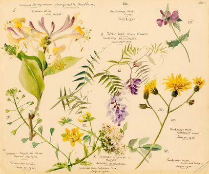 Lilian Snelling 1305 best Illustration images on Pinterest Botanical drawings
