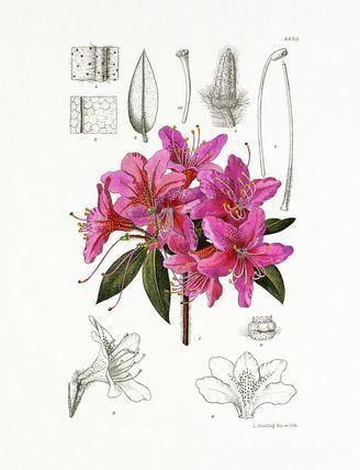 Lilian Snelling 63 best Botanical Art images on Pinterest Botanical prints