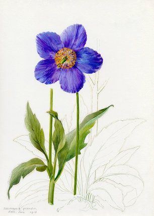 Lilian Snelling 145 best Botanical Art images on Pinterest Botanical illustration