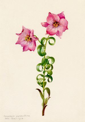 Lilian Snelling 69 best Lilian Snelling images on Pinterest Botanical prints