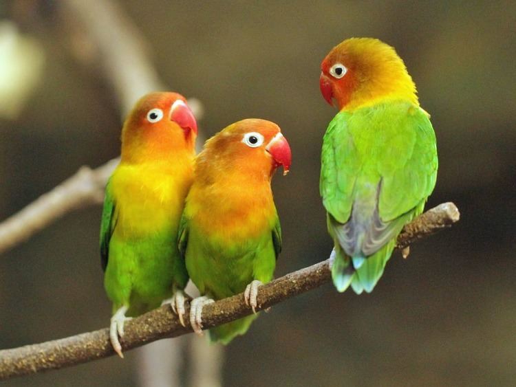 Lilian's lovebird Birds of The World PARROTS and their ALLIES