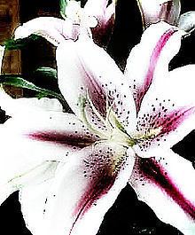 Lilies In December httpsuploadwikimediaorgwikipediacommonsthu