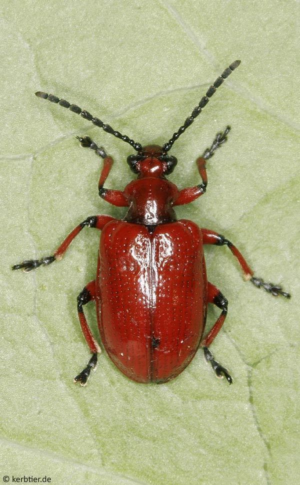Lilioceris merdigera Compare beetle photos Lilioceris lilii Lilioceris merdigera ID