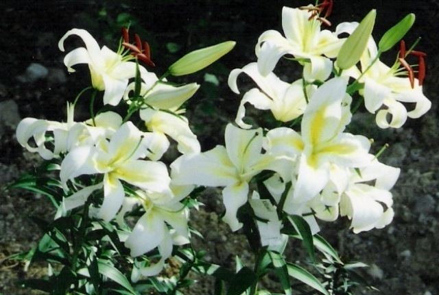 Lilium auratum Pacific Bulb Society Lilium Oriental Section