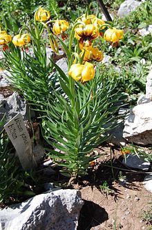 Lilium bosniacum httpsuploadwikimediaorgwikipediacommonsthu