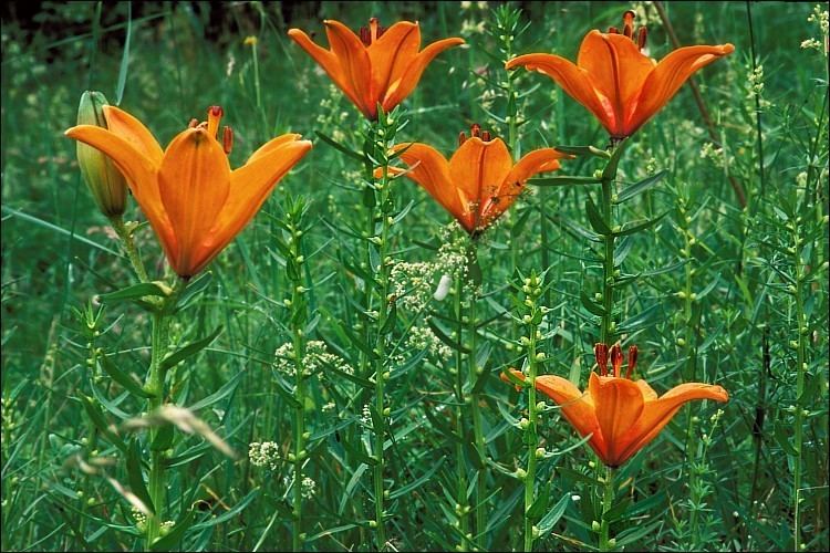 Lilium bulbiferum CalPhotos Lilium bulbiferum Orange Lily