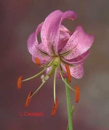 Lilium cernuum Pacific Bulb Society Lilium Asiatic Section AC