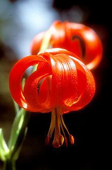 Lilium chalcedonicum httpsuploadwikimediaorgwikipediacommonsthu