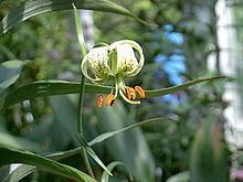 Lilium fargesii httpsuploadwikimediaorgwikipediacommonsthu