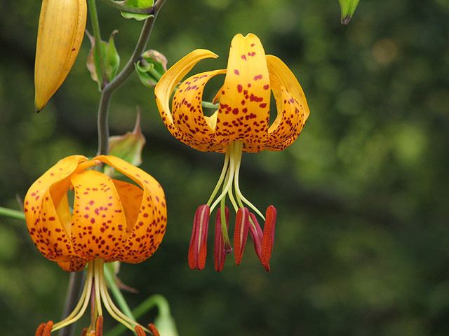 Lilium humboldtii wwwpacificbulbsocietyorgpbswikifilesLiliumLi