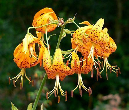 Lilium humboldtii Humboldt39s Lily Lilium humboldtii