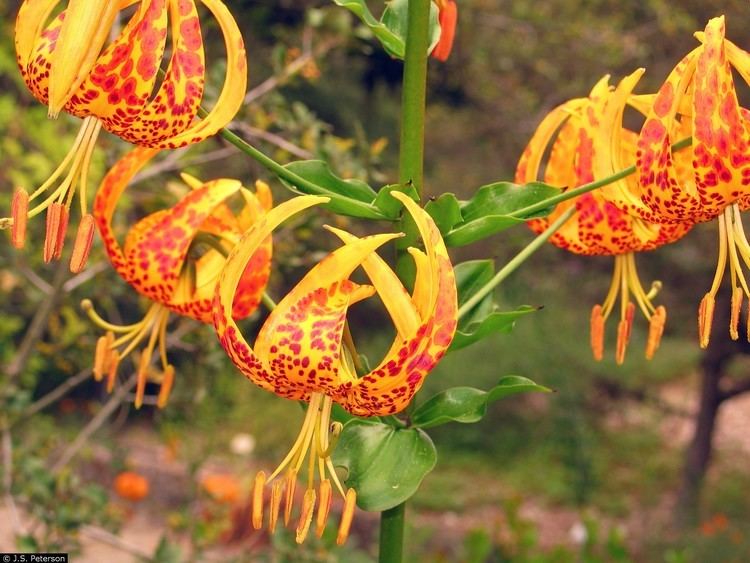 Lilium humboldtii Large image for Lilium humboldtii ssp ocellatum Humboldt39s lily